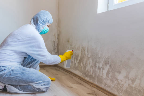 Licensed Crawl Space Mold Removal service in Watertown, MA - WQB Mold Removal